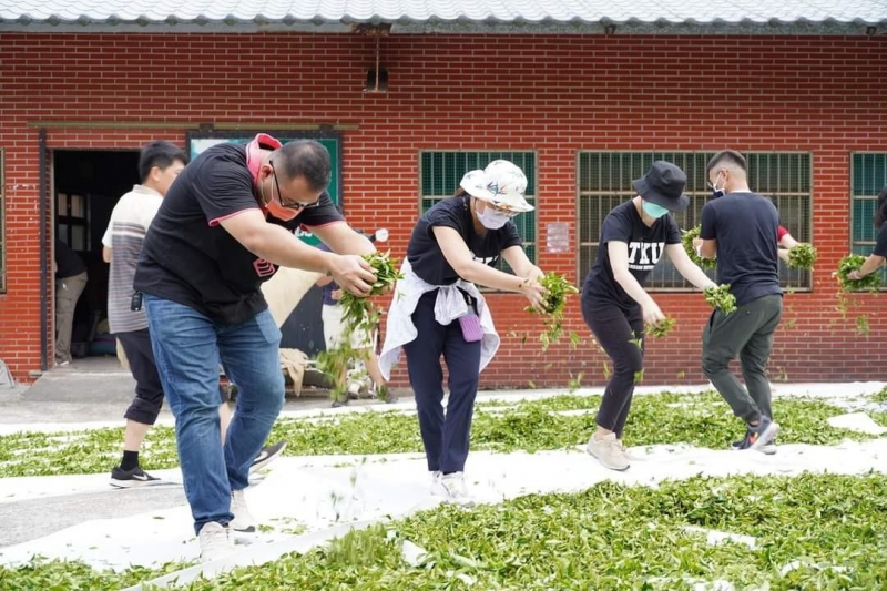 淡大師生走入茶園體驗製茶過程 攜手帶動石門創生