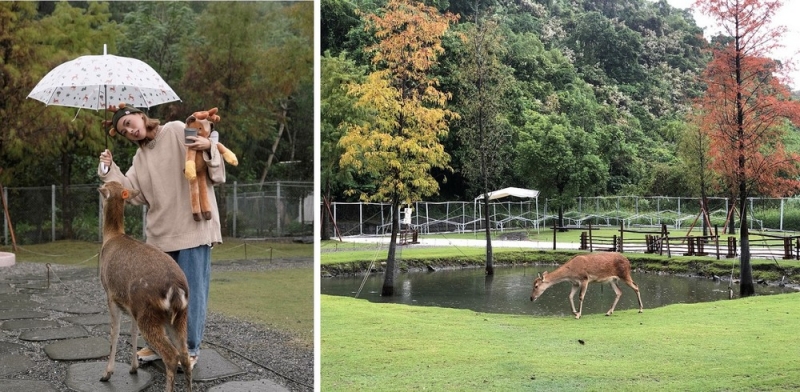 一起來「雨鹿」共舞吧 ! 斑比山丘「雨天獨有情景」 獻給雨行者們