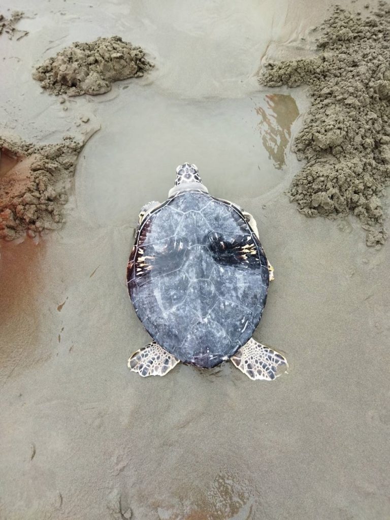 保育類綠蠵龜擱淺苗栗縣出水里岸際。,海巡即刻救援保濕暫置(圖/海巡署中部分署提供)