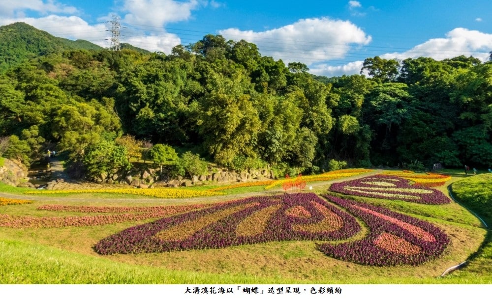 可能是花和大自然的圖像