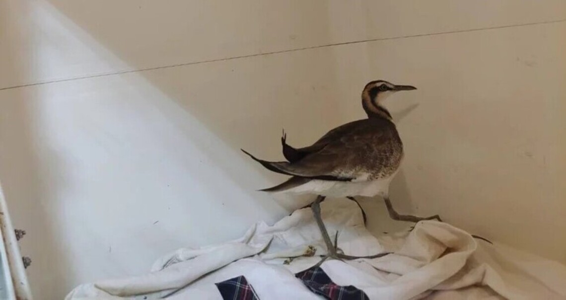 台南官田1水雉中毒救活