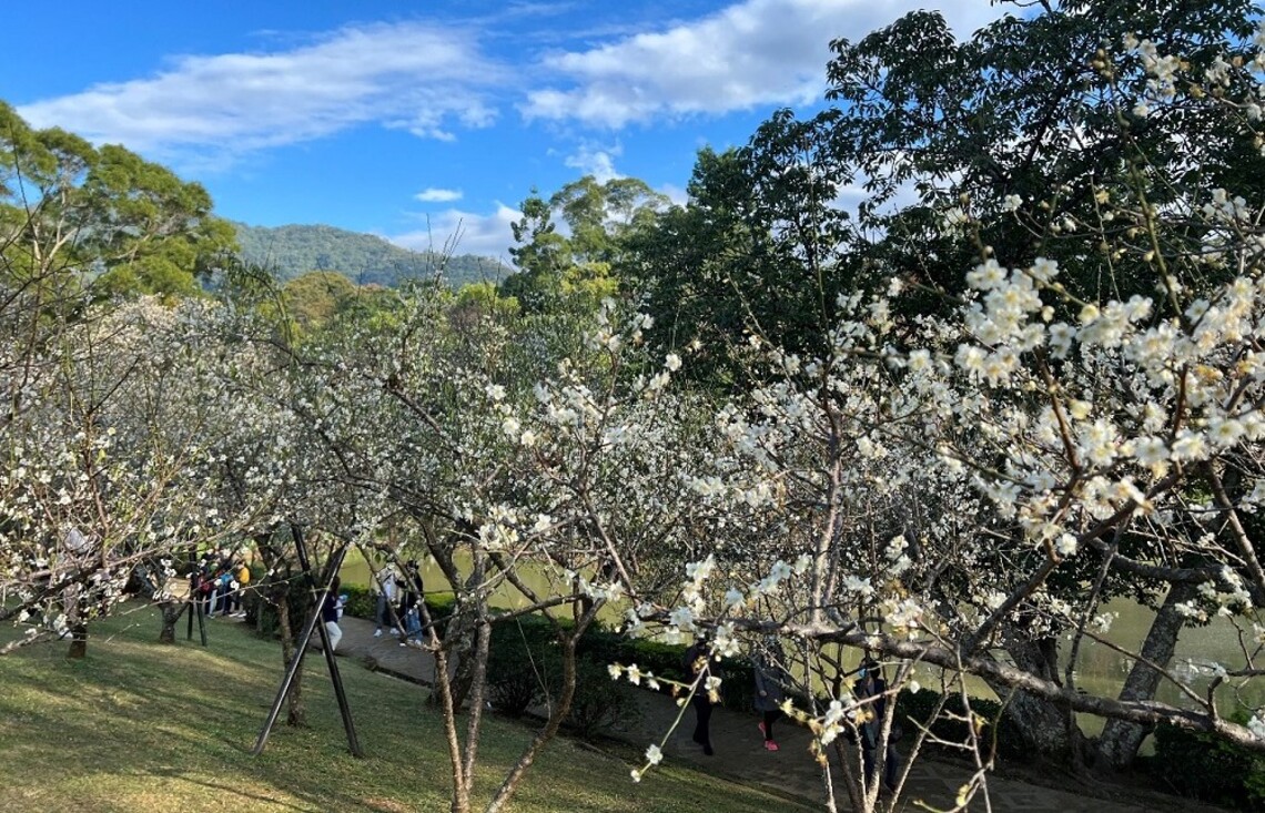 桃園角板山梅花季 連三日未來仍可期