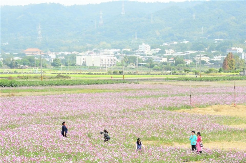 春遊彰化賞花海 全縣7鄉鎮市260公頃花田嬌艷迎客