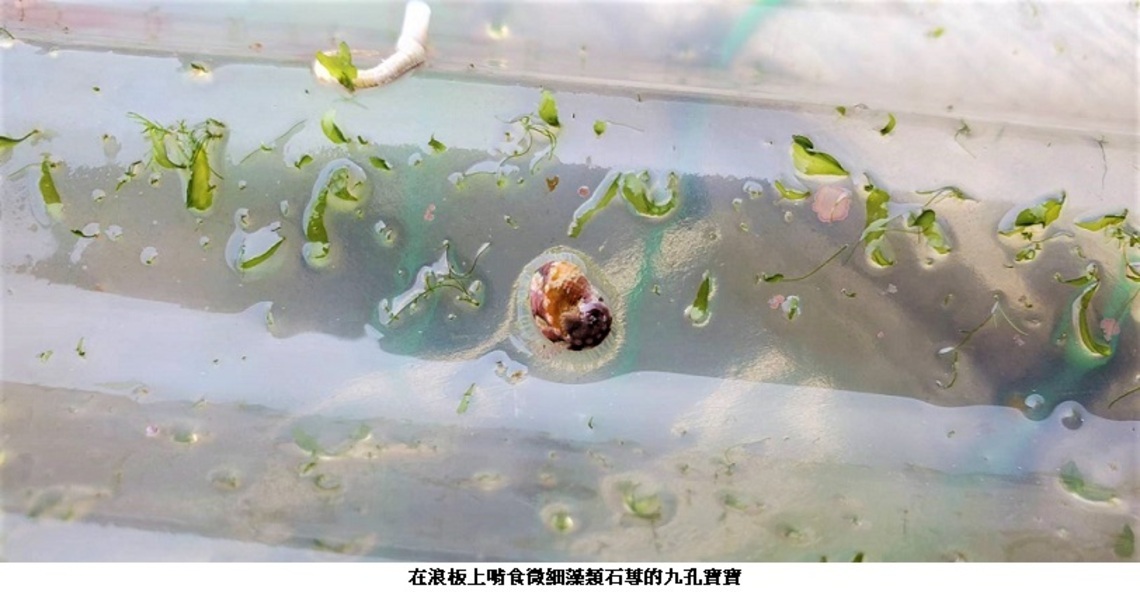 冬季限定!  來貢寮海洋資源復育園區看九孔寶寶!