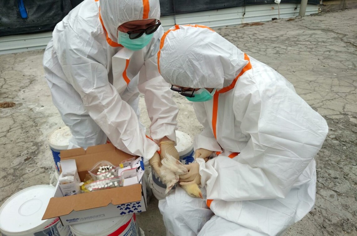 高雄、臺南濕地候鳥排遺檢出H5N1亞型高病原性禽流感