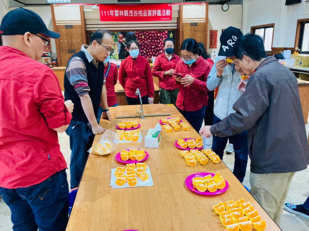 111年雲林茂谷柑評鑑活動