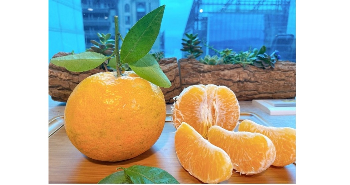 清爽解膩討吉利 八里桶柑預購開始囉!