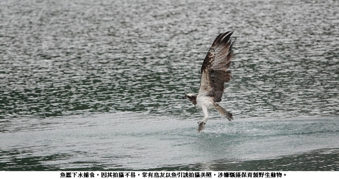 新北動保處組魚鷹守護隊 杜絕騷擾行為
