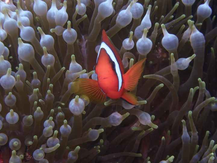 sea water ocean animal