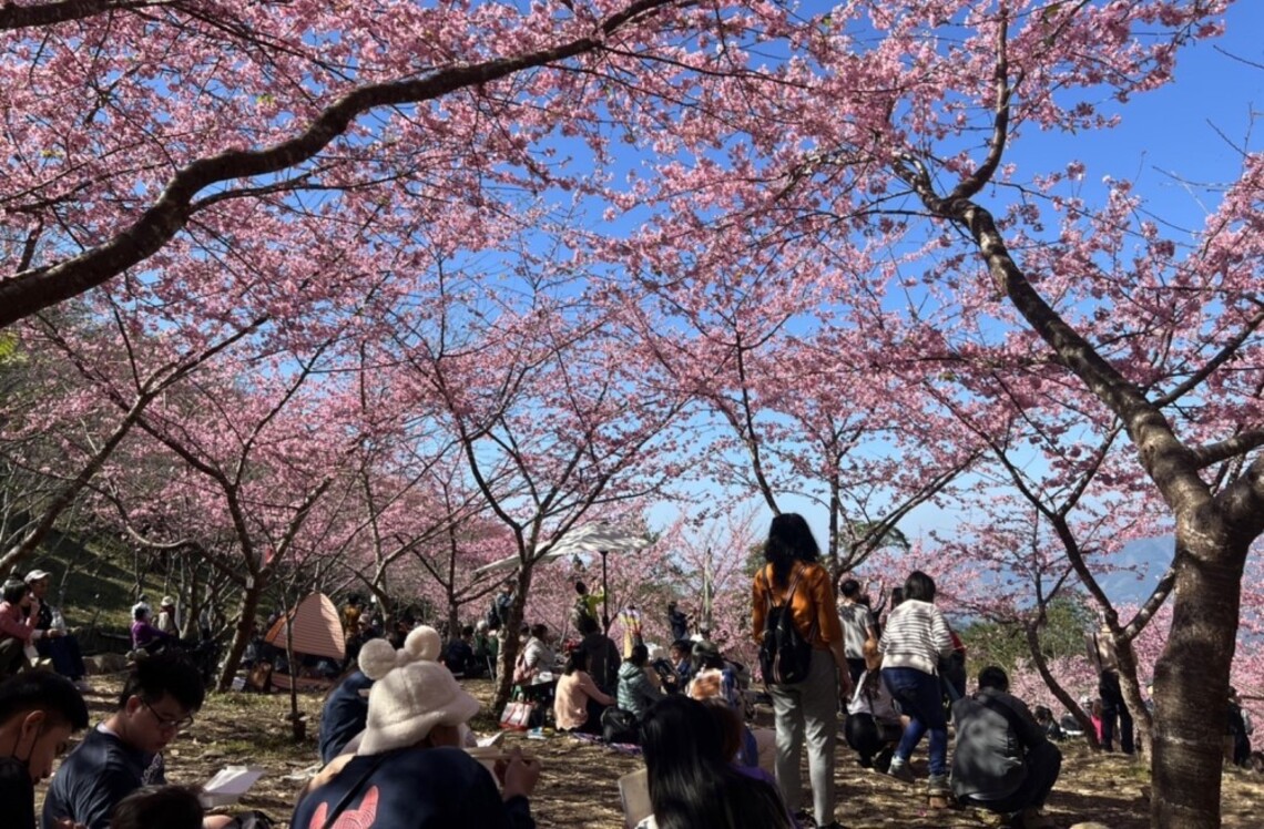 【櫻為與你相遇】 1/15宣告高市桃源賞櫻季節即將浪漫展開