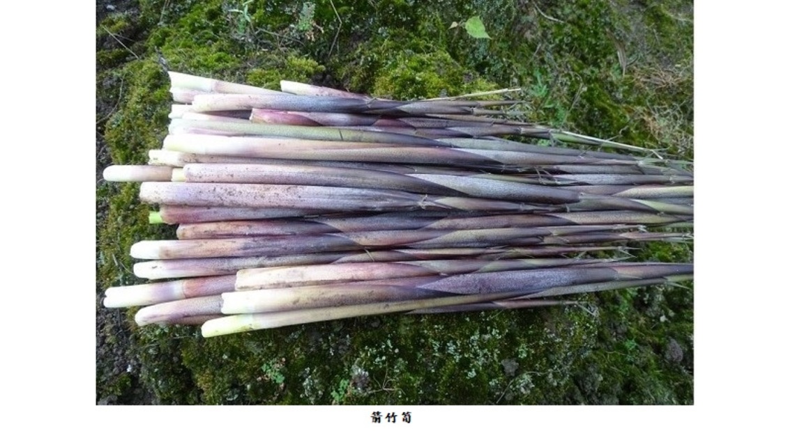 陽明山箭竹筍採筍證申請即日開跑