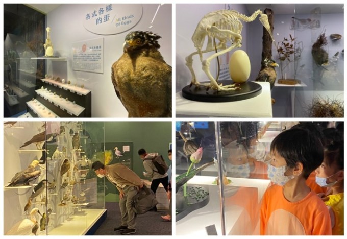 海科館「海有個鳥地方」展出40年鳥標本及藝術紙雕 13 楷甯拍 海有個鳥地方 220121 212 27