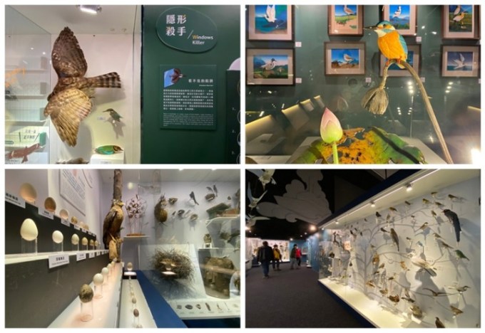 海科館「海有個鳥地方」展出40年鳥標本及藝術紙雕 14 楷甯拍 海有個鳥地方 220121 212 28