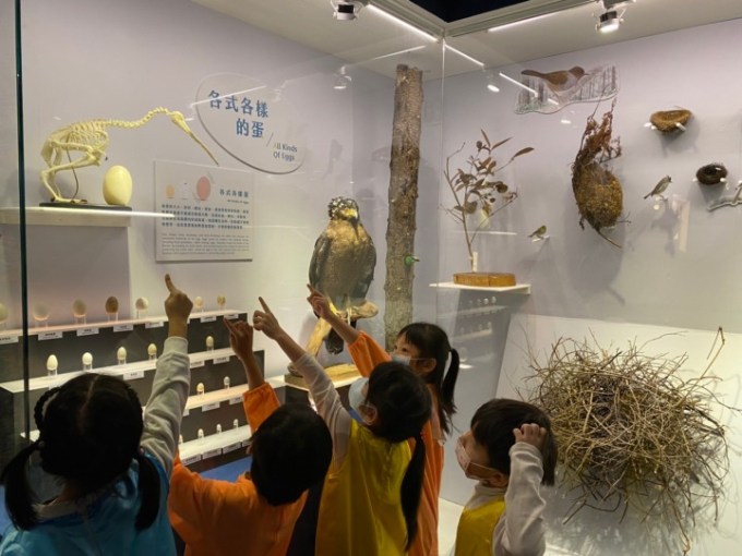 海科館「海有個鳥地方」展出40年鳥標本及藝術紙雕 15 楷甯拍 海有個鳥地方 220121 212 4