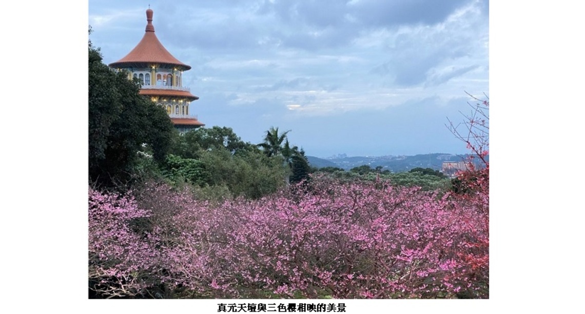 新北浪漫櫻花稼期！ 淡水天元宮夜賞三色櫻