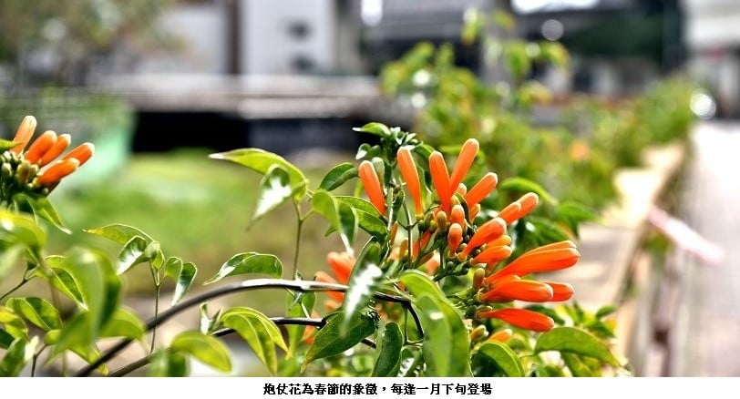 可能是花的圖像