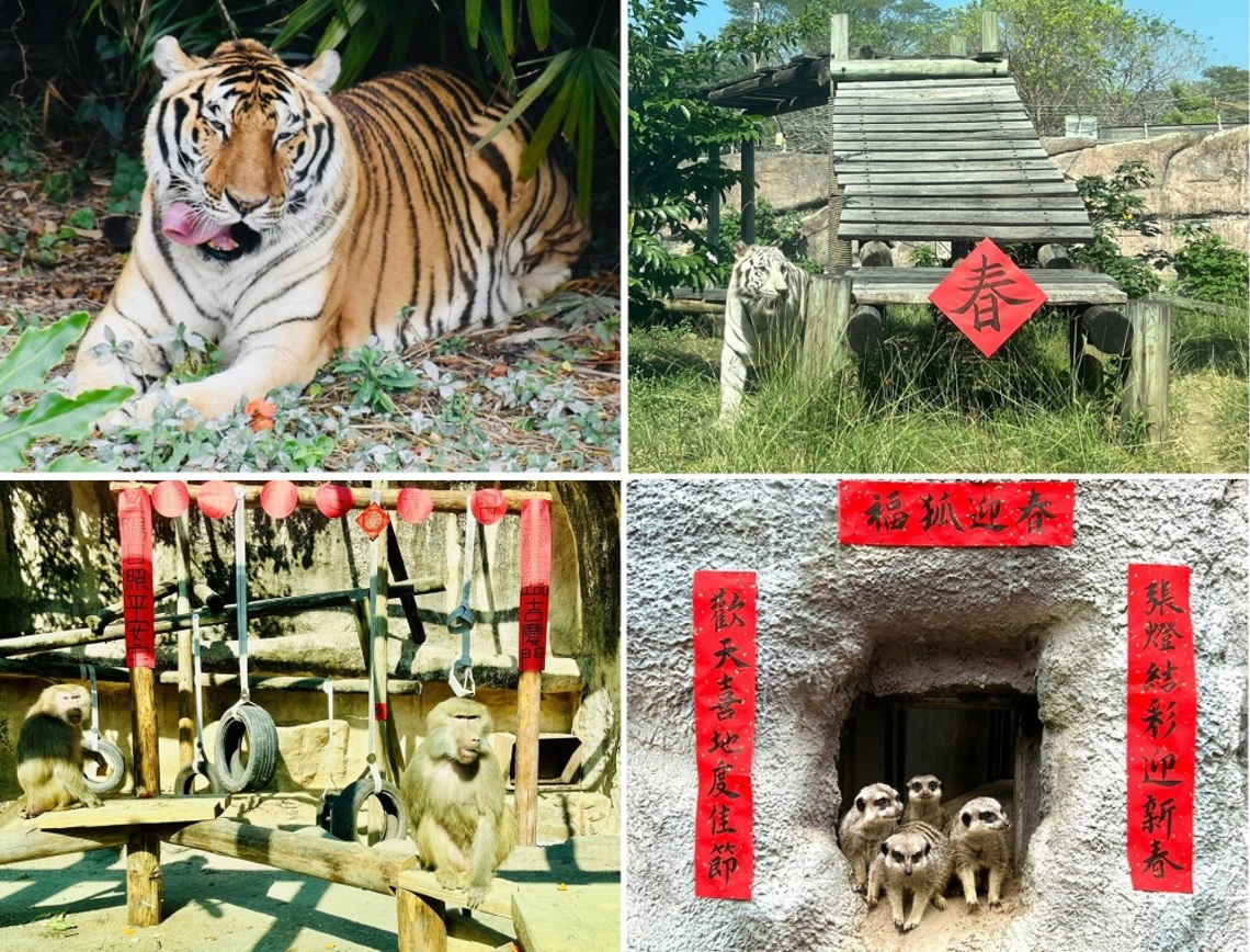 壽山動物園福獴福虎拜新年     應景春聯超討喜