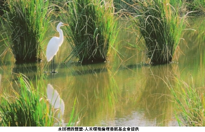 可能是涉禽、大自然、水體和文字的圖像