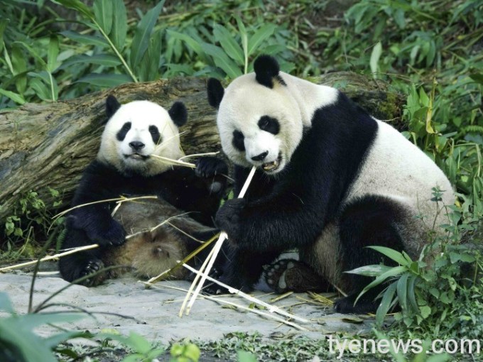 圓圓:大家要好好珍惜和家人相處的每一刻(詹德川攝) 圓圓:大家要好好珍惜和家人相處的每一刻(詹德川攝)