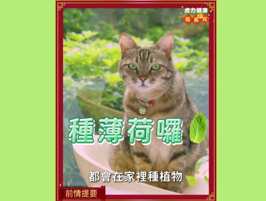 過年長假做什麼?蔡英文陪貓種薄荷 鼓勵全民養點植物 73 過年長假做什麼?蔡英文陪貓種薄荷 鼓勵全民養點植物