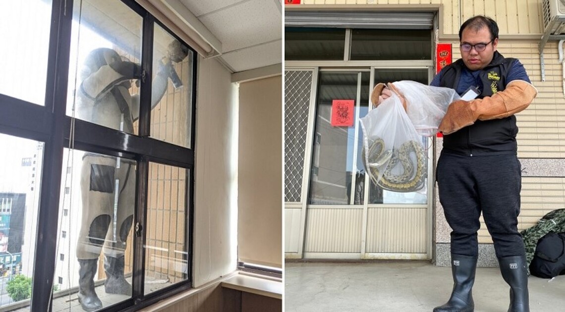 捕蜂捉蛇守護安全 中市農業局委外廠商24小時服務