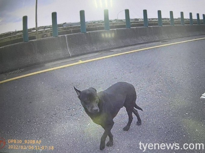 【有片】調皮小黑闖快速道路 波麗士「肉肉戰術」引誘成功 12 646670