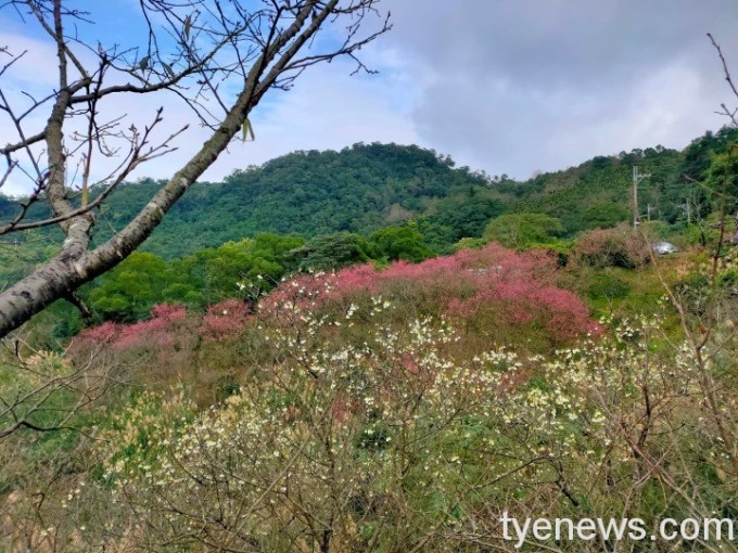 【桃園文選】世間安得雙全法 13 3