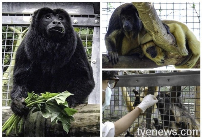 黑吼猴單身漢群非常乖巧有禮,保育員稱讚牠們是野生動物界的模範「紳士」(鄭家宇攝 黑吼猴單身漢群非常乖巧有禮,保育員稱讚牠們是野生動物界的模範「紳士」(鄭家宇攝