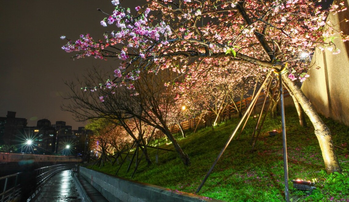 星光大道迎賓 內湖樂活公園賞夜櫻