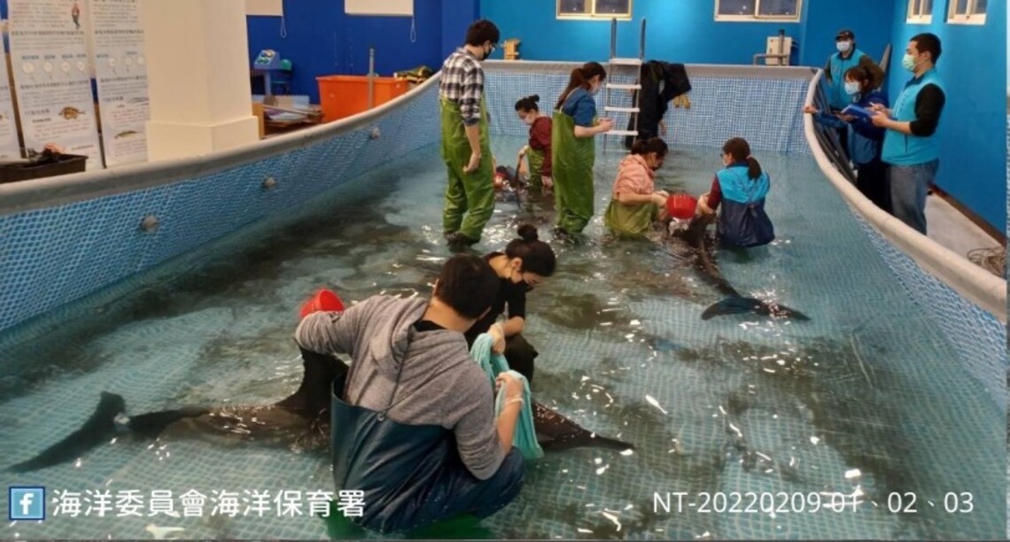 3隻糙齒海豚擱淺新北八里海灘 志工協助搶救後送八斗子岸置中心照護