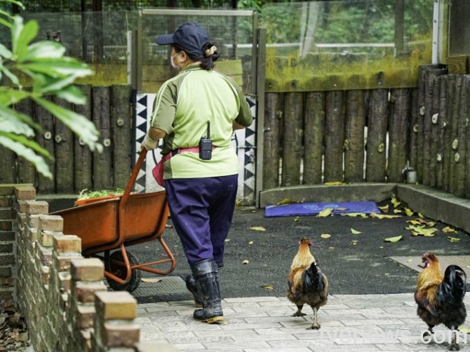 【有片】動物小雞只認保育員麻麻 跟前跟後黏緊緊 14 雖然小雞現在已經長大,但只要聽到保育員的聲音,就會循聲奔向「阿潘」媽媽