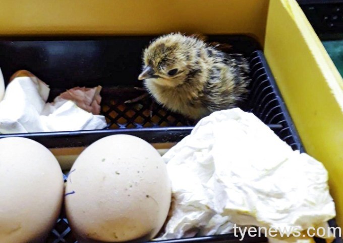 【有片】動物小雞只認保育員麻麻 跟前跟後黏緊緊 15 兒童動物區去年用孵蛋器孵出5隻小雞(潘秀娥提供)