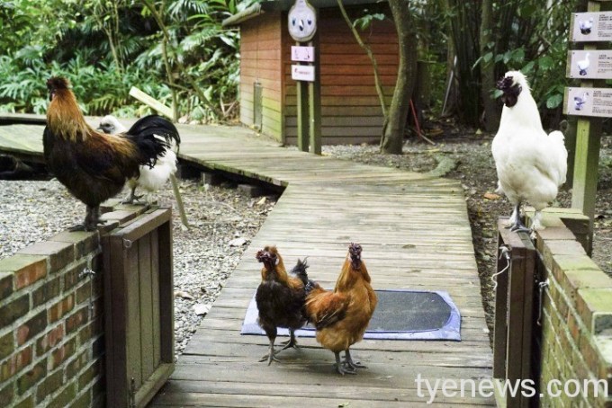 【有片】動物小雞只認保育員麻麻 跟前跟後黏緊緊 16 「印痕行為」被發現並深入研究的主要對象是早熟性鳥類