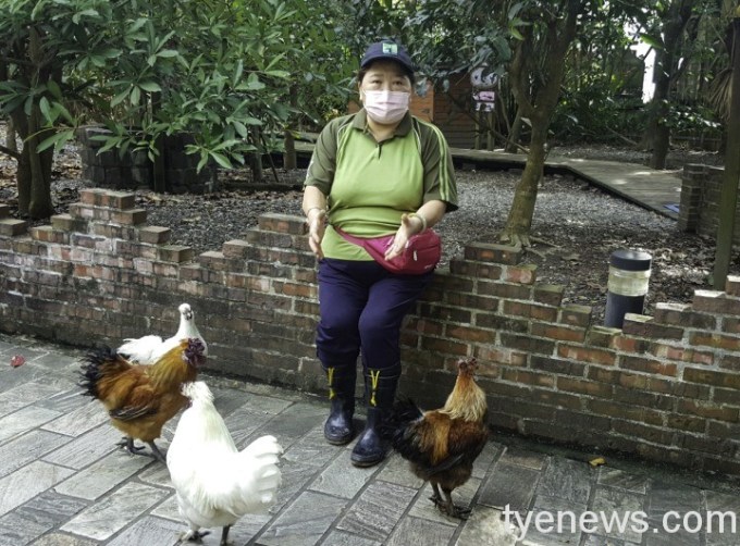 【有片】動物小雞只認保育員麻麻 跟前跟後黏緊緊 17 「阿潘」走到哪牠們就跟到哪,這就是「印痕行為」