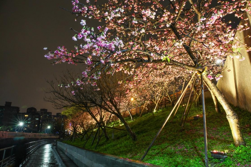 星光大道迎賓 樂活公園賞夜櫻美景