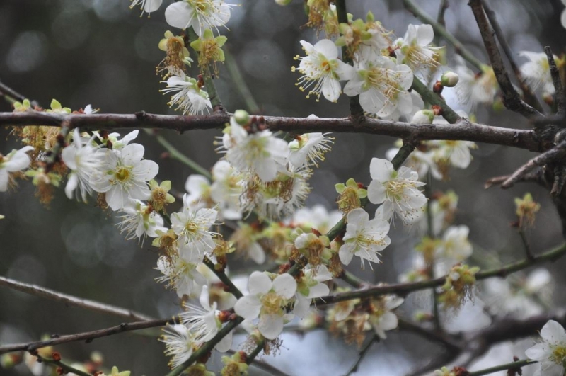 馬公西衛社區草埔頂公園梅花綻放