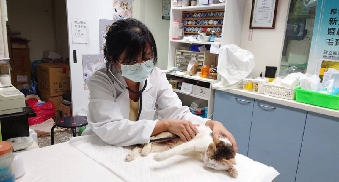 新生力軍新北動物法醫女獸醫 救援毛孩不間斷