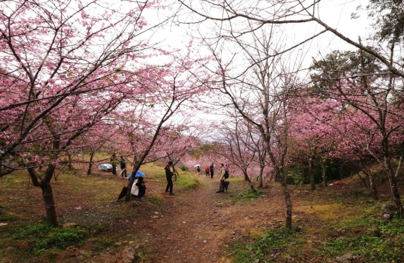 ▲「38甲櫻花公園」開滿的山櫻、吉野櫻、河津櫻盛開,染得山林一片粉嫩 (圖/交通部觀光局 提供)