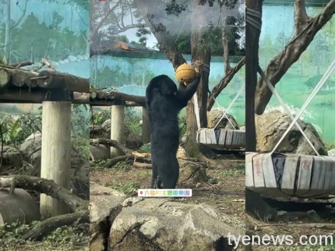 【有片】工讀生在裡面?六福村台灣黑熊站起來啦! 1 85