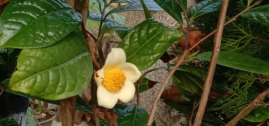 活化石-稀有園藝植物:凹脈金花茶/波新聞