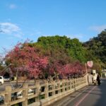 ▲「泰安櫻花季」活動將於2月19日(星期六)上午10時於泰安派出所舉行開幕式 (圖/台中大甲分局 提供)