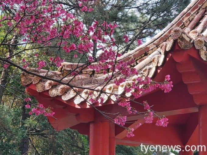 桃園榮家百株櫻花浪漫盛開 長輩變身網美拍照打卡 15 桃園榮家櫻花一隅