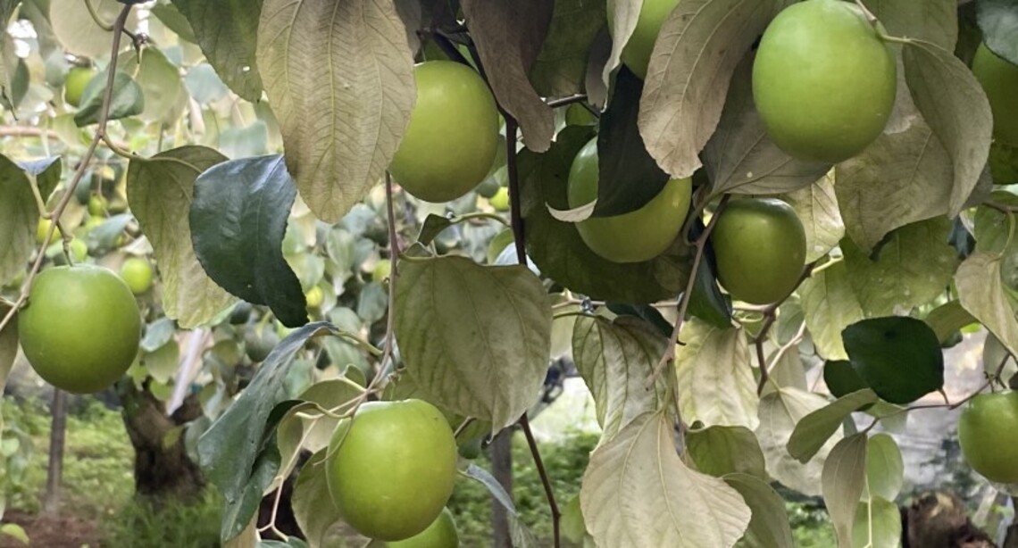 南國天物    讓你「棗」到幸福好滋味