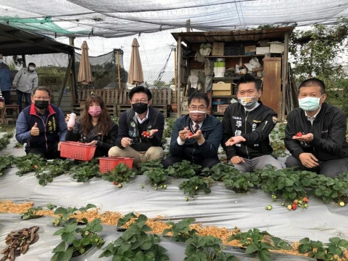 台南善化草莓季將舉行一個月