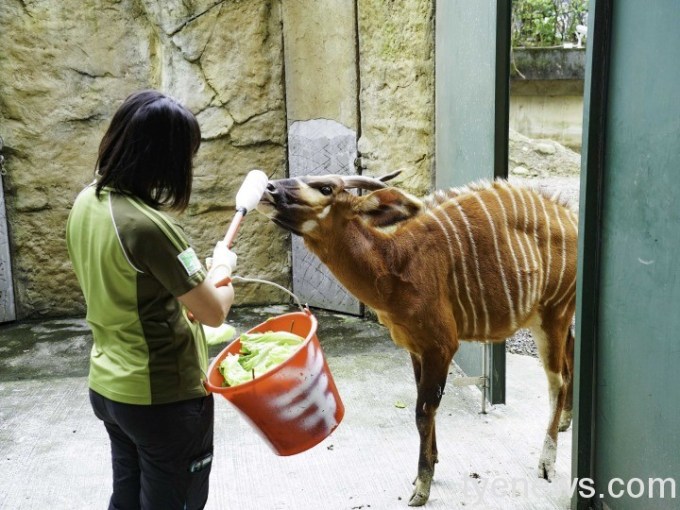 【有片】動物園斑哥羚羊上課囉 與保育員培養感情中 5 生性膽小機警的「斑哥羚羊」,在美食誘惑下總算開始上課了!