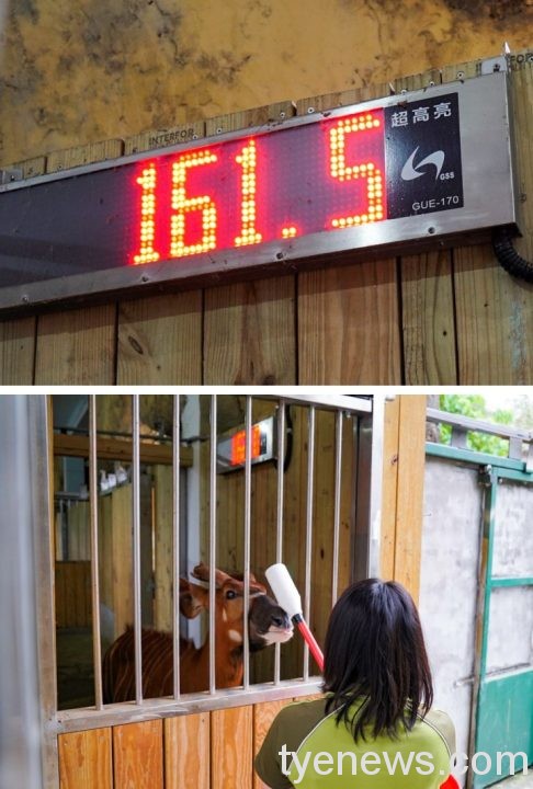 【有片】動物園斑哥羚羊上課囉 與保育員培養感情中 7 保育員會進行基礎的動物訓練,方便掌握個體的體重、體型和皮膚狀況等各種健康狀況 scaled