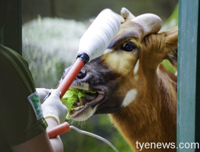 【有片】動物園斑哥羚羊上課囉 與保育員培養感情中 8 保育員費盡耐心,都是為了動物們的健康,希望能更安全精準的掌握到動物個體狀況