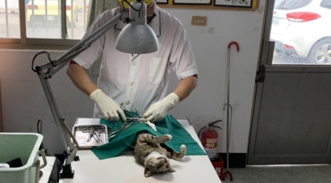 美濃精功社區今辦理犬貓絕育三合一活動 降低偏鄉流浪犬貓數量
