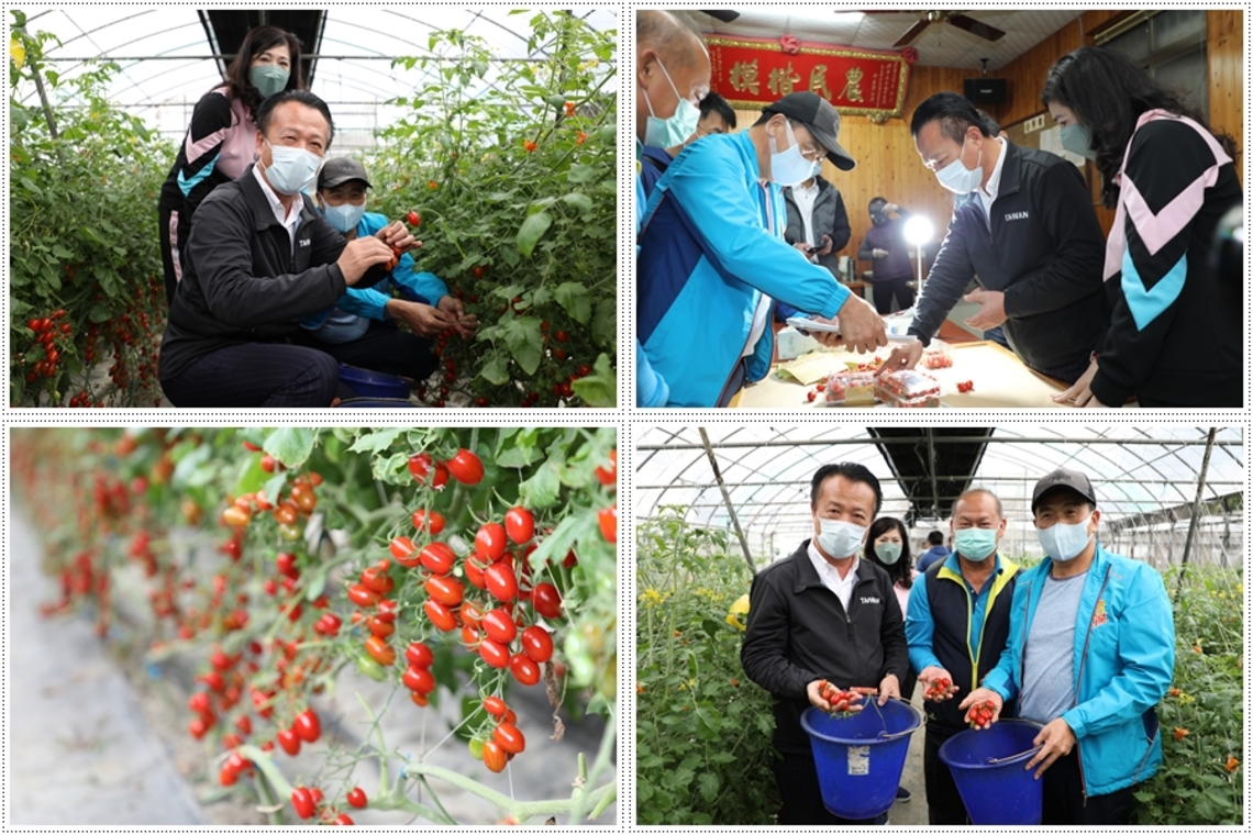 皮薄又甜的嘉義「玉女番茄」現採直送生鮮超市