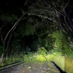 ▲近日綿綿春雨不斷,凌晨3時警方獲報路樹倒塌,阻斷道路車輛通行 (圖/苗栗縣警察局 提供)